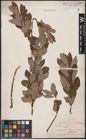 Foto von Salix aurita L. x Salix cinerea L.